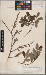 Foto von Salix aurita L. x Salix cinerea L.